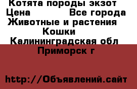 Котята породы экзот › Цена ­ 7 000 - Все города Животные и растения » Кошки   . Калининградская обл.,Приморск г.